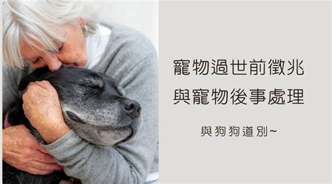 狗狗死亡處理|寵物後事處理推薦：寵物離世怎麼辦？ 完整後事處理指南